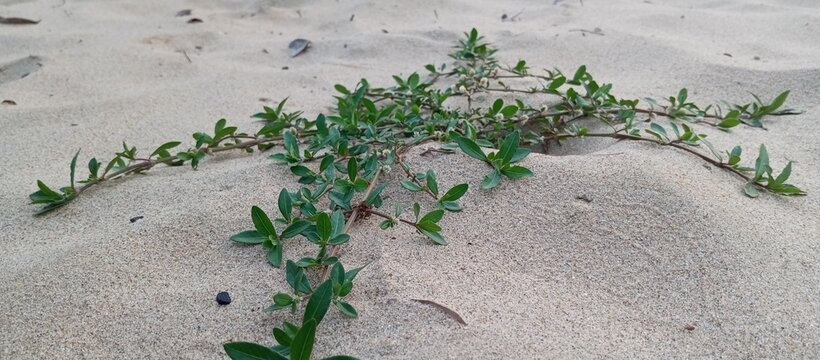 The herb leaves feel cooler on the sandy ground, more refreshing
