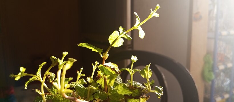 The herbal leaf looks softer, less harsh in the net as a symbol of nightmare