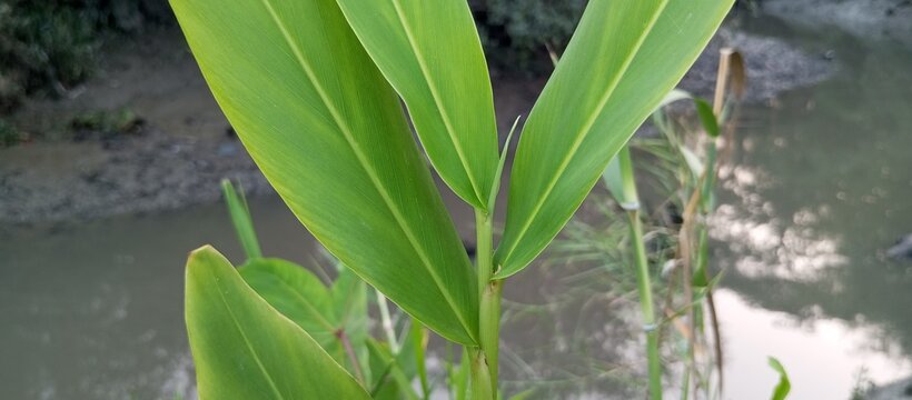 The herb leaves feel cooler, more refreshing