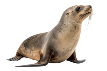 Adult California sea lion with sleek brown coat and prominent whiskers in resting position, isolated on a transparent background
