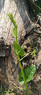 The glossy weed surface of a curly leaf