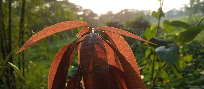 The mango leaves appear younger on the afternoon