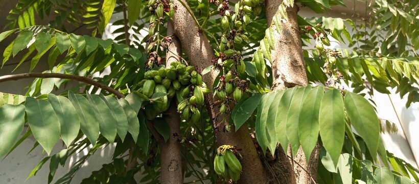 The new rainy season growths a bangle bitter seasonal fruits