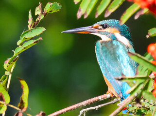 A kingfisher sits in a rowan tree and watches the surface of the water.