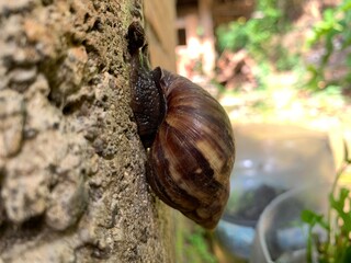 Snails are the common name given to members of the mollusk class Gastropoda that defecate attached to the walls of houses.