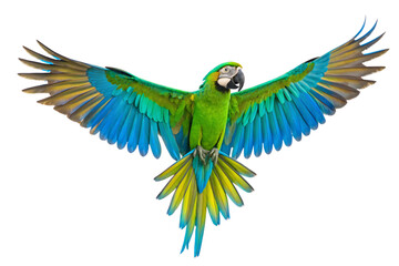 Fototapeta premium Magnificent blue and green macaw parrot flying with wings fully spread showing vibrant colorful feather patterns dramatically, isolated on a transparent background