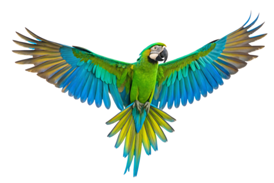 Magnificent blue and green macaw parrot flying with wings fully spread showing vibrant colorful feather patterns dramatically, isolated on a transparent background