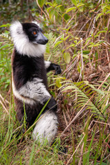 Black-and-white ruffed lemur (Varecia variegata) in its natural habitat in Madagascar.