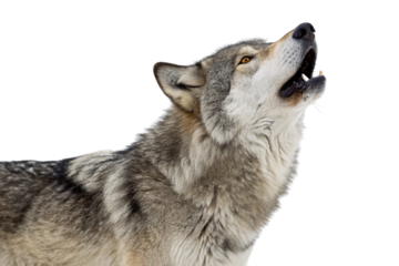 Gray wolf howling upward with mouth open, showing teeth, amber eyes, thick winter fur coat, isolated on a transparent background