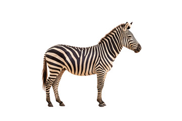 Plains zebra standing at three-quarter angle, distinctive stripe pattern, alert ears, sturdy build, isolated on a transparent background