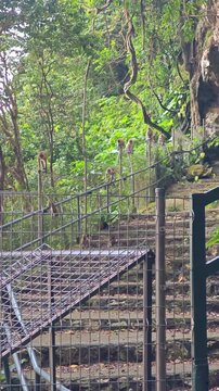 road in the forest with macaques 