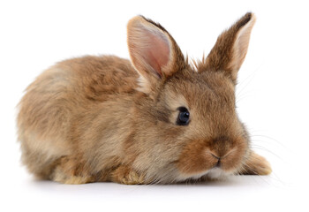 Obraz premium Cute rabbit isolated on white background close up