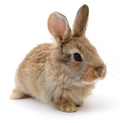 Brown rabbit isolated on white background side view