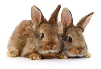 Obraz premium Two brown rabbits isolated on white background close up
