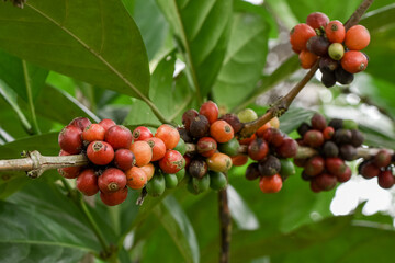 Liberica coffee is a type of large bean coffee.