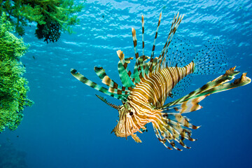 Scorpion fish on the blue water background