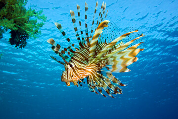 Scorpion fish on the blue water background