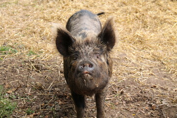 The Face of a Kunekune Coarse Hair Farm Pig.
