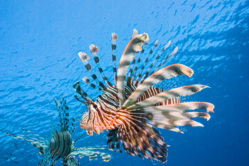 Scorpion fish on the blue water background