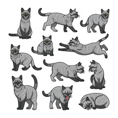 Diverse Cat Poses Set: A collection of cat illustration displaying various poses, demonstrating the cat's playful and graceful nature