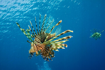 Scorpion fish on the blue water background