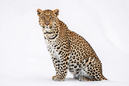 Spotted leopard sits upright facing camera, golden coat with black rosettes, white chest, intense amber eyes staring.