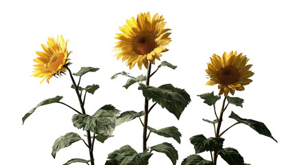 Three Sunflowers Against Black Background