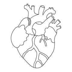 Vector  stylized anatomical heart illustration. Detailed human organ line art for medical, educational, healthcare projects, posters, textbooks, design, and pattern creation.