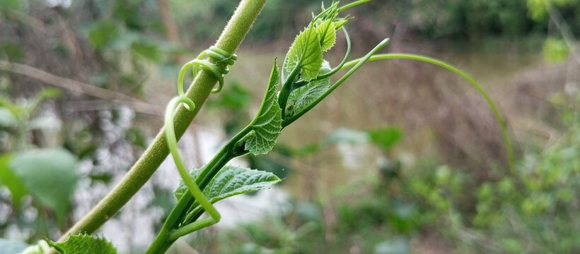 The green of a curly leaf on the glossy weeds