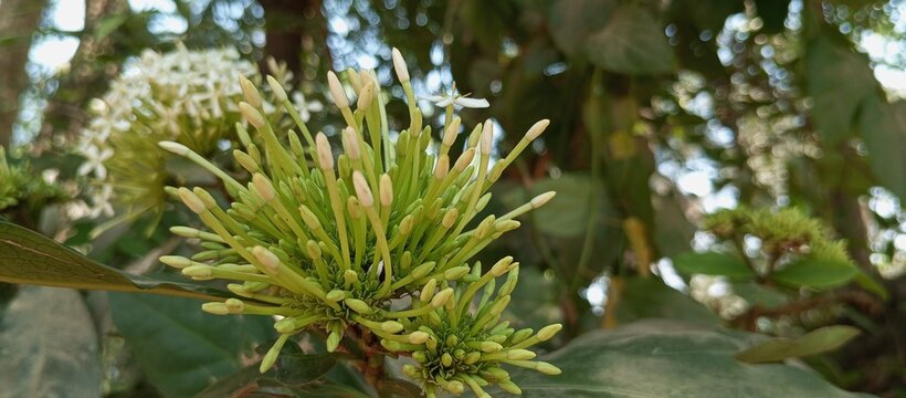 The scent of green flower buds and petal during the rainy season