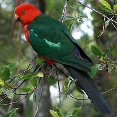 red and green parrot sitting on branch of a tree