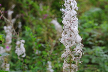 Schmalblättrige Weidenröschen (Epilobium angustifolium) / Nachtkerzengewächse (Onagraceae) im Wald