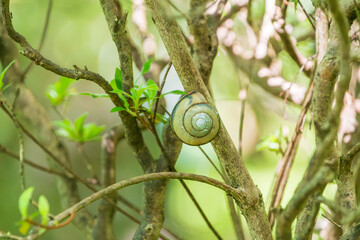 木の枝にとまるカタツムリの殻