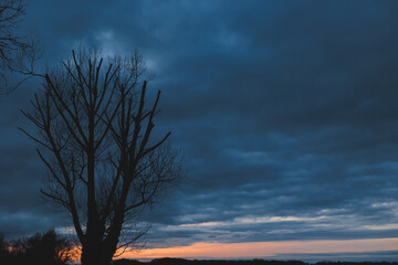 Fototapeta premium sagoma nera di grande albero spoglio e con i rami tagliati, in primo piano, con cielo nuvoloso e coperto al tramonto, in inverno