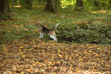Beagle im herbstlichen Wald