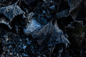 vista macro di foglie di piante ghiacciate ed appassite, in inverno