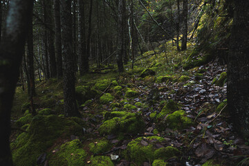 dettagli di un bosco di montagna selvaggio e nella penombra, nel nord Italia, di giorno, in autunno, con il terreno pieno di rocce coperte da muschio verde 