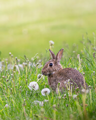 Rabbit is sitting in a field of grass and flowers