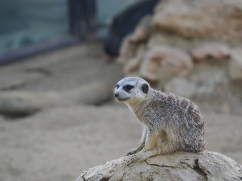 Suricata suricatta, o suricata, es un peque&ntilde;o mam&iacute;fero del desierto de Kalahari, que vive en colonias, excava madrigueras y se alimenta de insectos y peque&ntilde;os vertebrados.