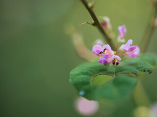 9月に美しく咲いた小さいヌスビトハギの花