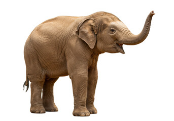 Obraz premium Isolated Young Asian Elephant Standing Tall with Trunk Raised in a Festive Attitude