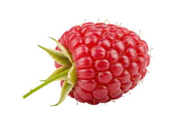 Isolated raspberry fruit with green leaves, a tasty red berry from a bramble bush