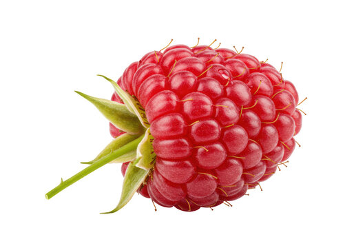 Isolated raspberry fruit with green leaves, a tasty red berry from a bramble bush