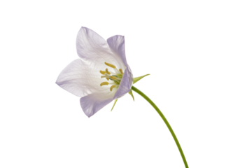 Isolated fairy thimble flower, elegant pastel purple wildflower on its stem with no color