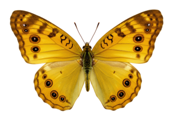 Isolated butterfly with yellow wings and circular spots, close up of insect with antennae