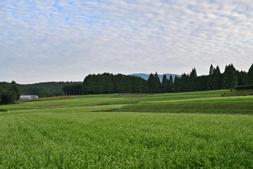 朝焼け空に広がるそばの花畑