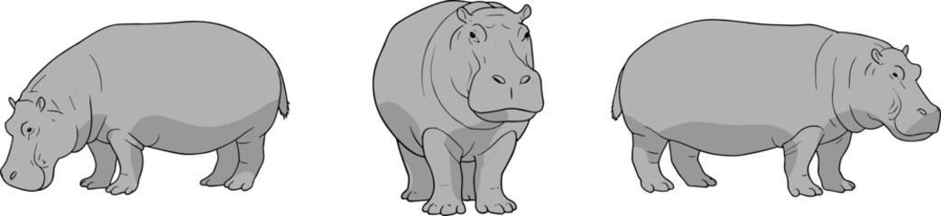 Hippopotamus animal illustration, hippo front view, side view, wildlife drawing, African animal art, big mammal sketch, nature education design
