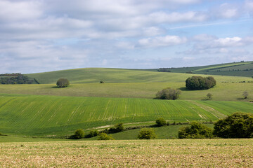Looking out over farmland in rural Sussex, with young crops growing in the fields and a blue sky overhead