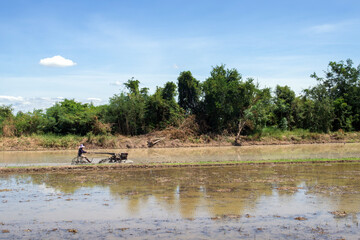 Farmers use simple local tractors to till the land for rice planting.
