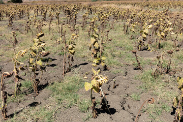 Los Canos de Meca, Tarifa, Andalusia, Spain. 1 September 2025. Sunflower field in dry season